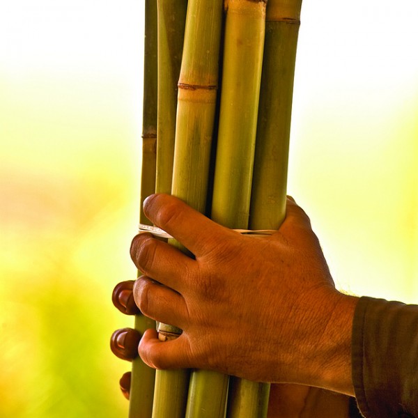 Sugarcane