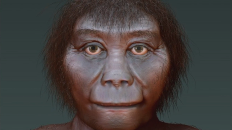 Homo Floresiensis Evolved from Homo Habilis, not Homo Erectus : SCIENCE ...