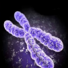 An image of a chromosome. (YouTube)