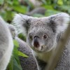 Daylight savings could help save koalas in Australia from accidents involving vehicles. (Pixabay)