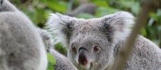 Daylight savings could help save koalas in Australia from accidents involving vehicles. (Pixabay)