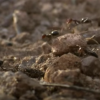 An ant colony raiding a nest. (YouTube)
