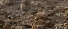 An ant colony raiding a nest. (YouTube)