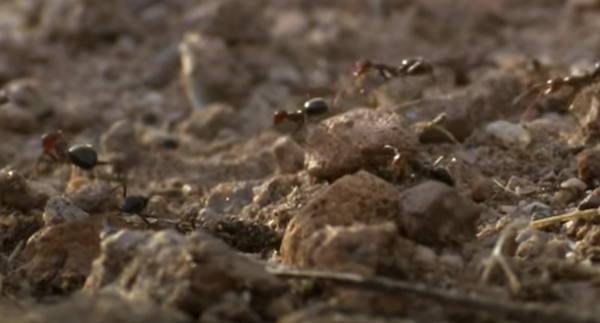An ant colony raiding a nest. (YouTube)