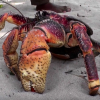 The Coconut crab is the largest crab in the world. (YouTube)