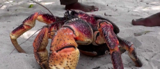 The Coconut crab is the largest crab in the world. (YouTube)