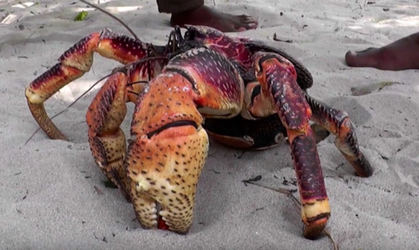 The Coconut crab is the largest crab in the world. (YouTube)