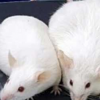 Lab mice were used to study what causes recurring weight gain even after dieting. (YouTube)