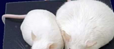 Lab mice were used to study what causes recurring weight gain even after dieting. (YouTube)