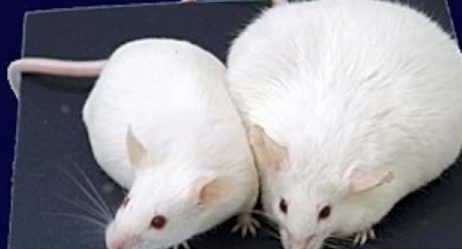 Lab mice were used to study what causes recurring weight gain even after dieting. (YouTube)
