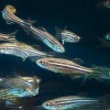 The researchers used zebrafish to observe the effects of a predatory bacterium on a disease caused by a superbug. (Oregon State University/CC BY-SA 2.0)