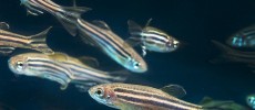 The researchers used zebrafish to observe the effects of a predatory bacterium on a disease caused by a superbug. (Oregon State University/CC BY-SA 2.0)