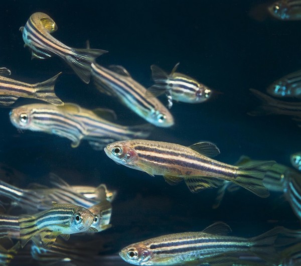 The researchers used zebrafish to observe the effects of a predatory bacterium on a disease caused by a superbug. (Oregon State University/CC BY-SA 2.0)