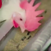 A strain of the bird flu (H5N8) virus has been detected on farms of the Netherlands. (YouTube)