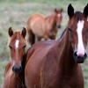 The research will exclude the use of horses in developing a new treatment for diphtheria. (Spike Stitch/CC BY-NC-ND 2.0)