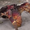A study has revealed the crushing power of the Coconut Crab's deadly claws. (YouTube)