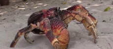 A study has revealed the crushing power of the Coconut Crab's deadly claws. (YouTube)