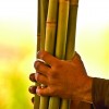 Sugarcane (Flickr)
