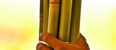 Sugarcane (Flickr)