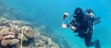 Most of the losses in 2016 have occurred in the northern, most-pristine part of the Great Barrier Reef. (ARC Coral Reef Studies)