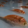 A Japanese theme park has been criticized for freezing fish and other marine creatures into a skating rink. (YouTube)
