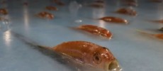 A Japanese theme park has been criticized for freezing fish and other marine creatures into a skating rink. (YouTube)