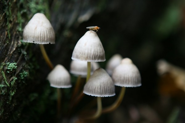Hallucinogens such as magic mushrooms contain a key ingredient that can help cancer patients feel less anxious and depressed. (Pixabay)