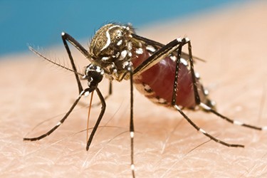 The Zika virus could be transferred to a fetus if a pregnant woman is affected with the disease. It can also be transmitted sexually or through a mosquito bite. (Speaker Resources / CC BY 2.0)