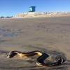 A venomous yellow bellied sea snake was found dead in North Beach, Coronado, California last Tuesday.