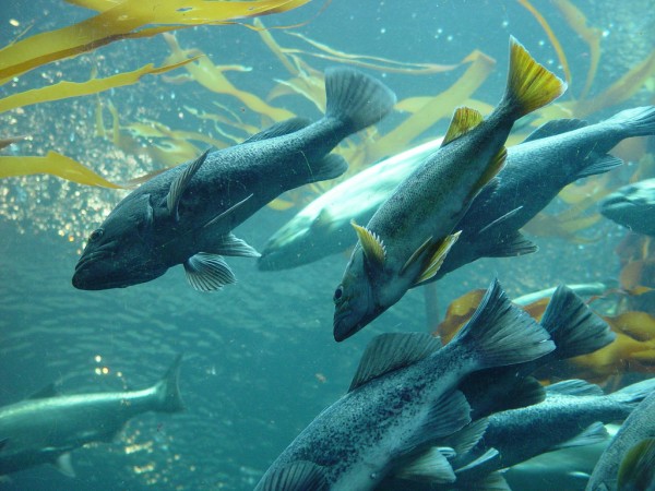 The Atlantic salmon disease causes losses amounting to millions on the aquaculture industry yearly. (Melissa Doroquez/CC BY-SA 2.0)