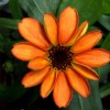 This orange zinnia is the first flower to bloom in space, aboard the International Space Station.
