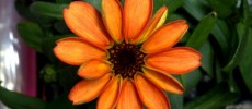 This orange zinnia is the first flower to bloom in space, aboard the International Space Station.