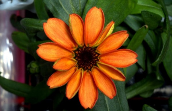 This orange zinnia is the first flower to bloom in space, aboard the International Space Station.