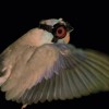 Stanford researchers have trained birds to wear safety goggles and fly through a laser sheet as part of an experiment. (YouTube)