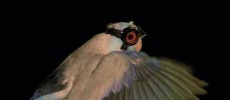 Stanford researchers have trained birds to wear safety goggles and fly through a laser sheet as part of an experiment. (YouTube)