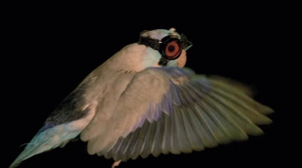 Stanford researchers have trained birds to wear safety goggles and fly through a laser sheet as part of an experiment. (YouTube)
