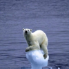 A polar bear hangs on a piece of ice melting due to global warming. (therapysessions/CC BY 2.0)