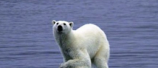 A polar bear hangs on a piece of ice melting due to global warming. (therapysessions/CC BY 2.0)