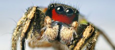 This is a male Habronattus coecatus. It is rare for male spiders to do house keeping works such as providing paternal care to its offsprings. (Thomas Shahan/CC BY-NC-ND 2.0)