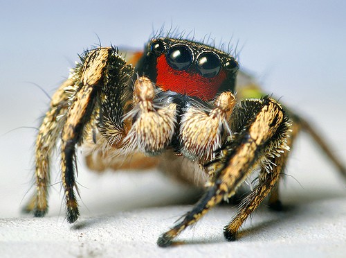 This is a male Habronattus coecatus. It is rare for male spiders to do house keeping works such as providing paternal care to its offsprings. (Thomas Shahan/CC BY-NC-ND 2.0)