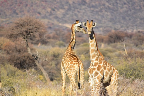 The African giraffe has been placed on a "vulnerable level" on the IUCN Red List of Threatened Species. (Pixabay)