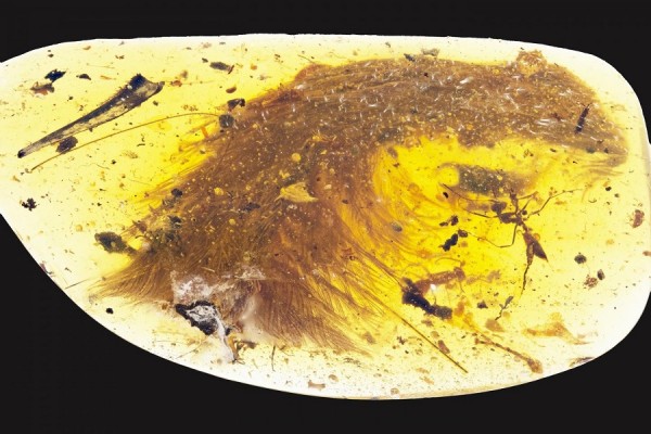 This photograph shows the tip of a preserved dinosaur tail section, showing carbon film at its surface exposure, and feathers arranged in keels down both sides of tail. (RSM/ R.C. McKellar)