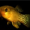 Atlantic killifish like this one have adapted to survive highly toxic levels of pollution. (Andrew Whitehead/UC Davis)