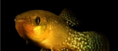 Atlantic killifish like this one have adapted to survive highly toxic levels of pollution. (Andrew Whitehead/UC Davis)