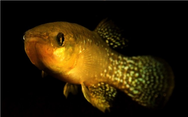 Atlantic killifish like this one have adapted to survive highly toxic levels of pollution. (Andrew Whitehead/UC Davis)