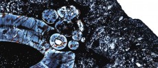 A histological thin section of the gorgonopsid lower jaw, taken near the top of the canine root. (Megan Whitney/Christian Sidor/University of Washington)