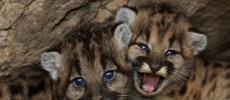 P-46 (female) and P-47 (male) are the newest members of the National Park Service mountain lion study. 