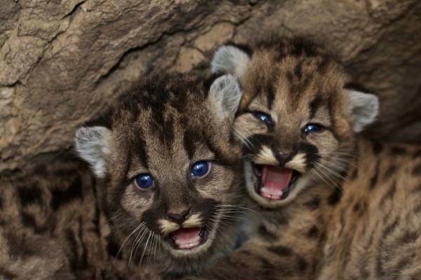 P-46 (female) and P-47 (male) are the newest members of the National Park Service mountain lion study. 