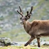 Reindeer in the Arctic are now shrinking in size due to lack of food. (Alexandre Buisse/CC BY-SA 3.0)