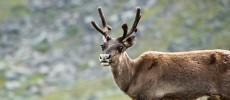 Reindeer in the Arctic are now shrinking in size due to lack of food. (Alexandre Buisse/CC BY-SA 3.0)